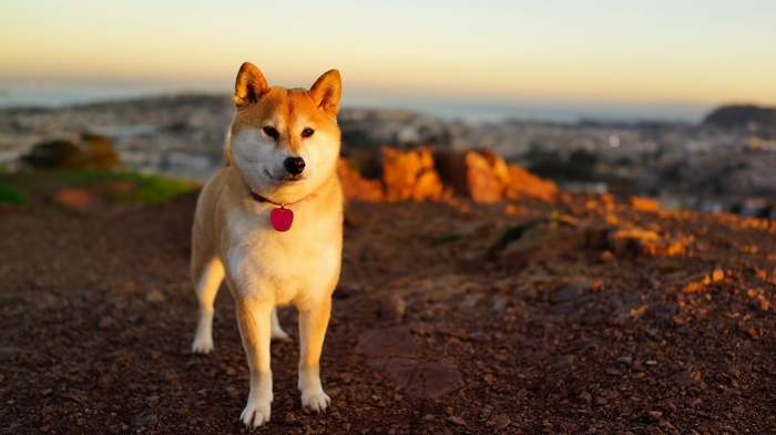 Shiba Inu dog on a hill at sunset