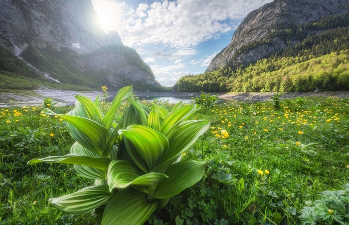 Wildflowers in the Austrian Alps at sunset