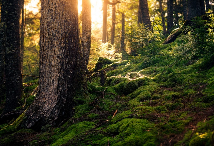 Sunlight filtering through a mossy forest floor