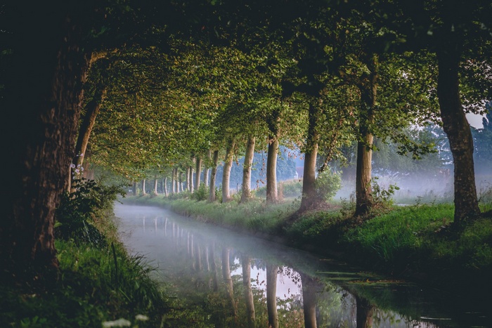 Trees lining a misty canal in the morning