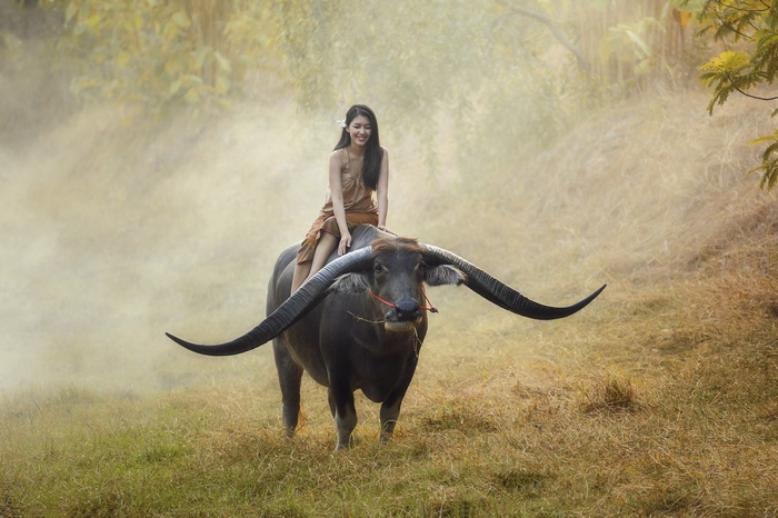 Woman riding a water buffalo in misty field
