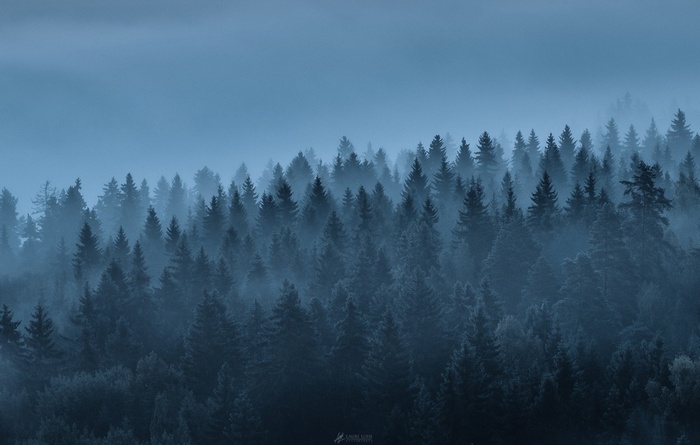 Misty forest landscape with evergreen trees