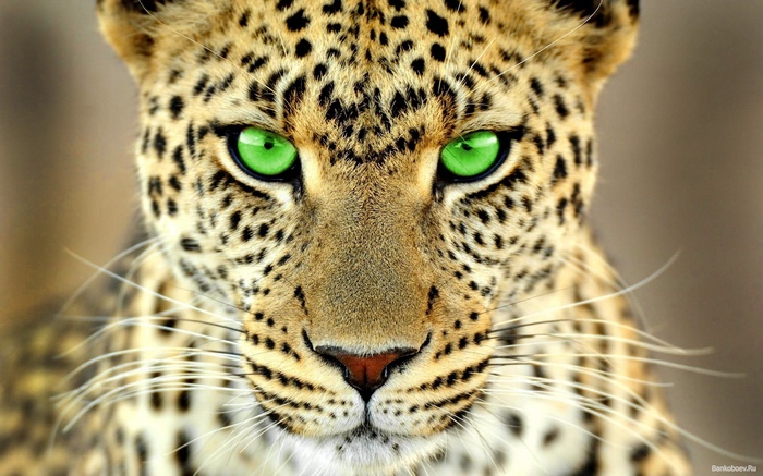 Close-up of a leopard with striking green eyes