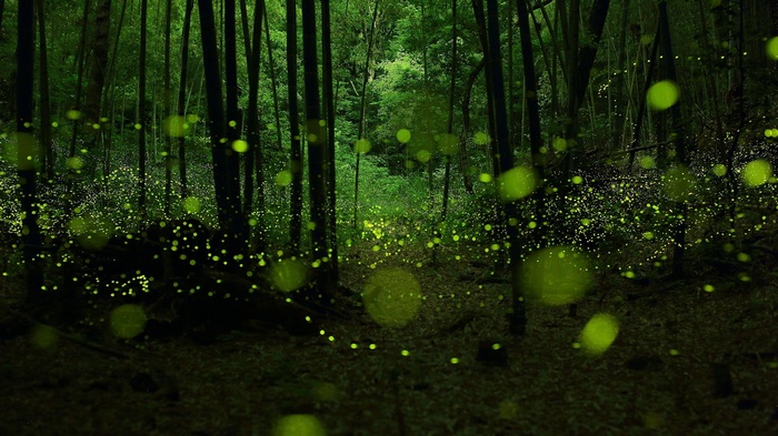 Fireflies in a dark bamboo forest
