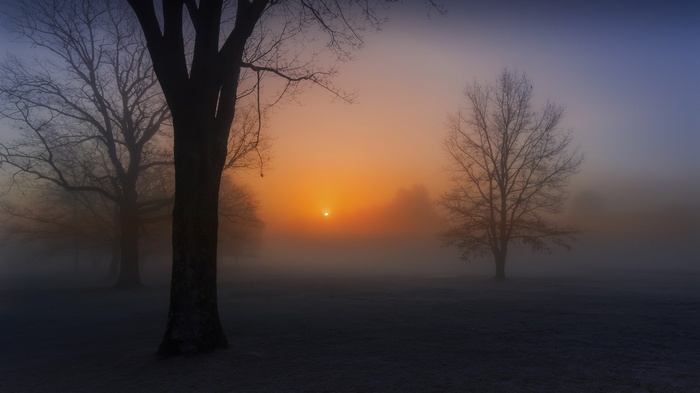 Misty sunrise with bare trees in a field