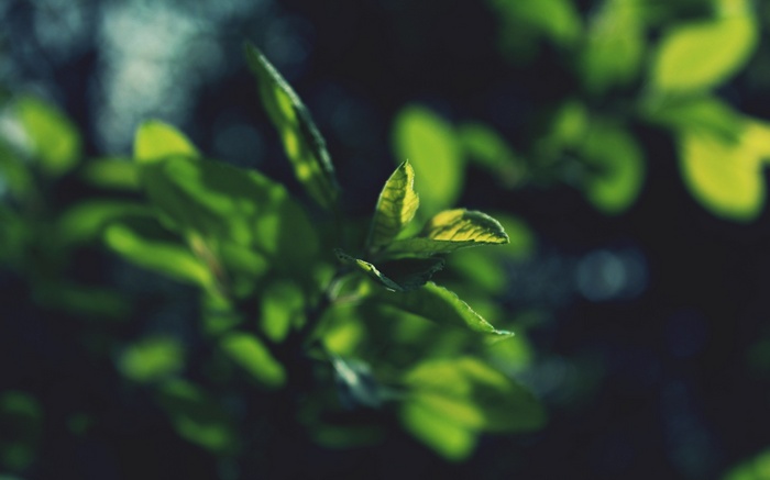Sunlight on green leaves with bokeh