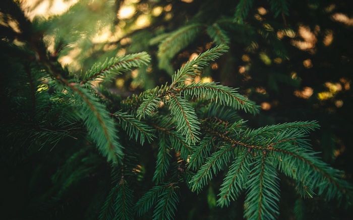 Close-up of green pine tree branches in a forest