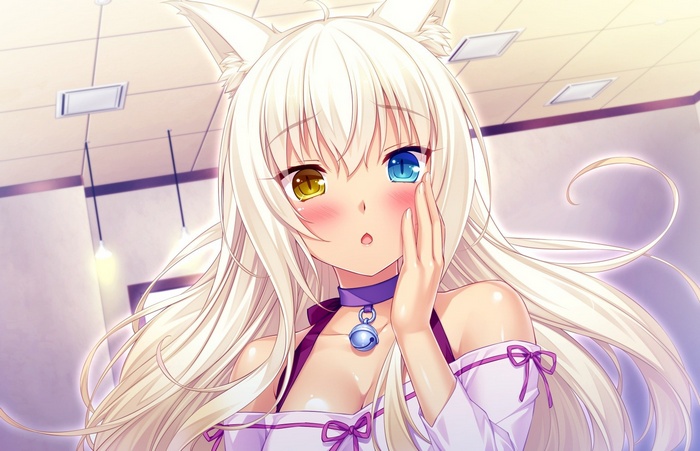 Coconut from Neko Para with heterochromia