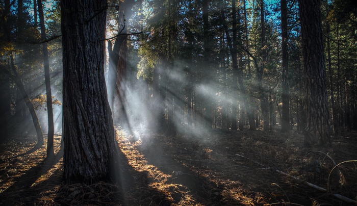 Sunlight beams through trees in a forest