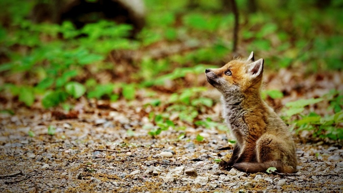 A young fox sits on the forest floor