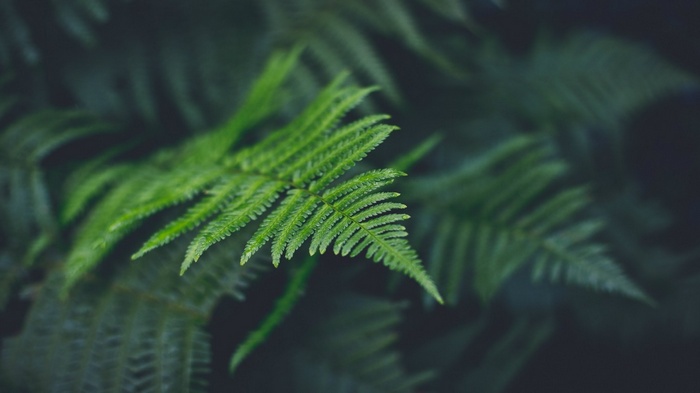 Close-up of green fern leaves in a forest