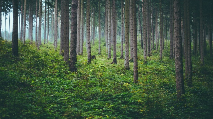 A dense forest with tall trees and green undergrowth