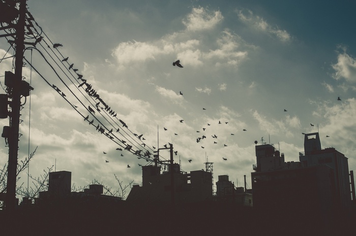 Birds perched on wires above city buildings