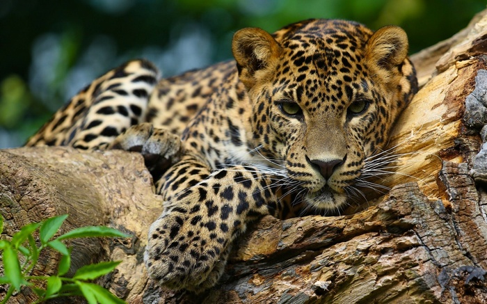 Leopard resting on a tree trunk