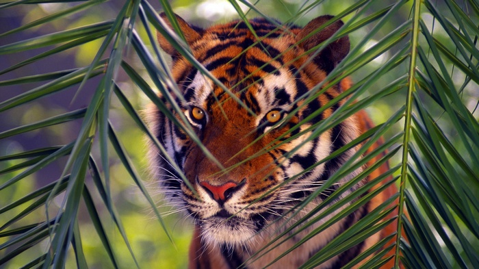 Tiger peeking through palm leaves
