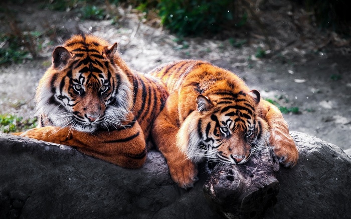 Two tigers resting on a rock