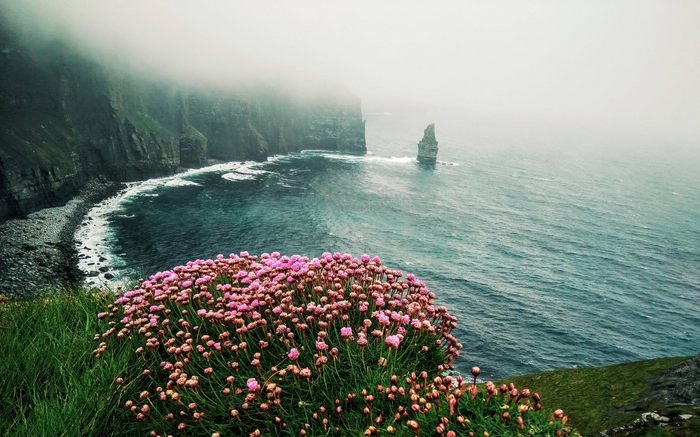 Cliffs of Moher with pink flowers and sea stacks
