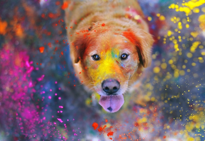 Golden Retriever covered in colorful powder
