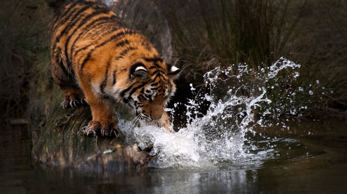 Tiger cub splashes water while climbing on a log