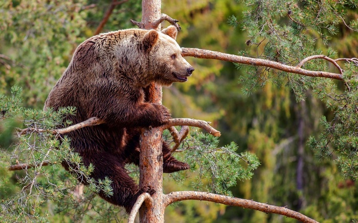 Brown bear climbing a tree in a forest