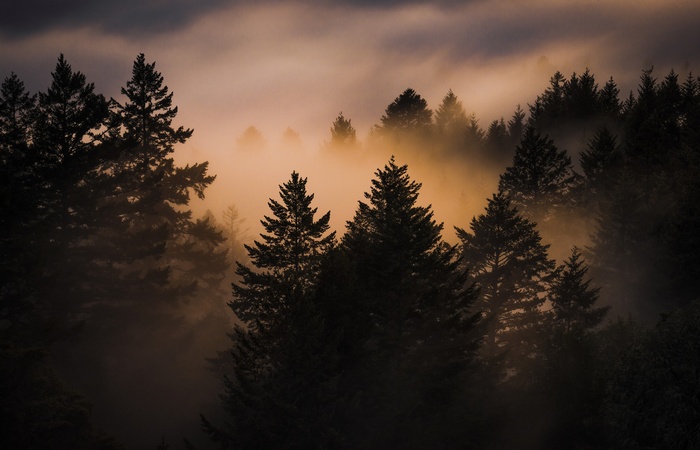 Trees shrouded in mist with sunlight filtering through