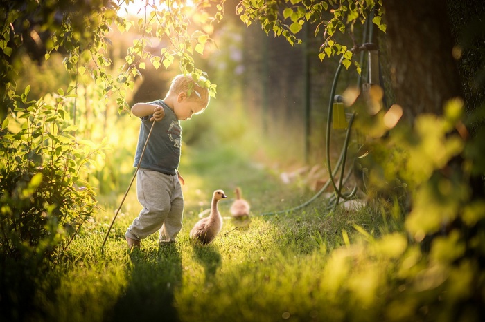 Toddler with stick and goslings in sunlight