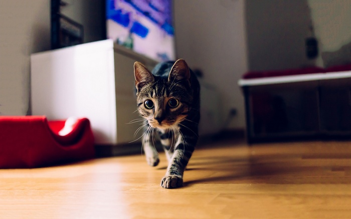 A tabby cat walks on a wooden floor
