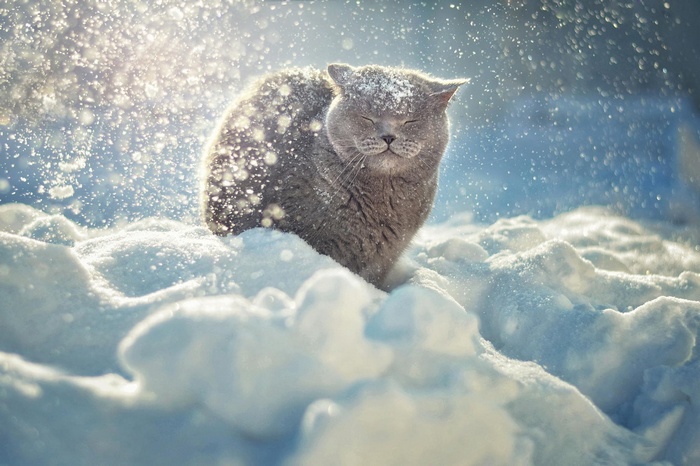 A British Shorthair cat in the snow