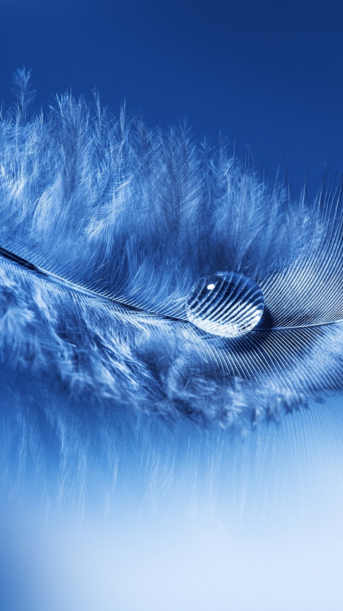 portrait display, simple background, water drops, blue, feathers, macro