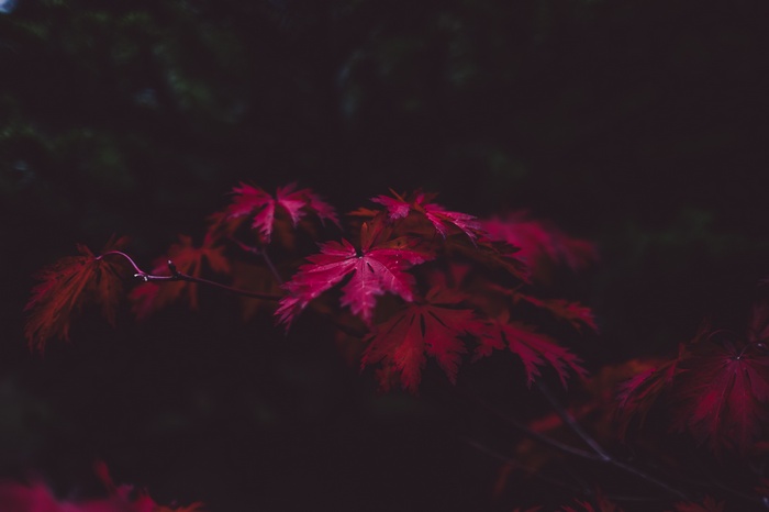 Red Japanese Maple Leaves on a Dark Background