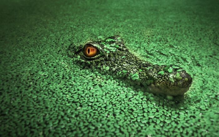 Crocodile lurking in green water plants