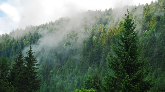 Misty forest with tall evergreen trees