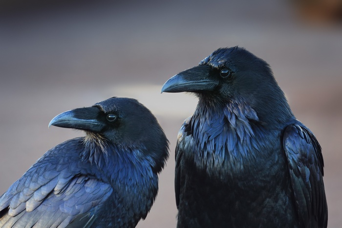 raven, animals, birds, crow