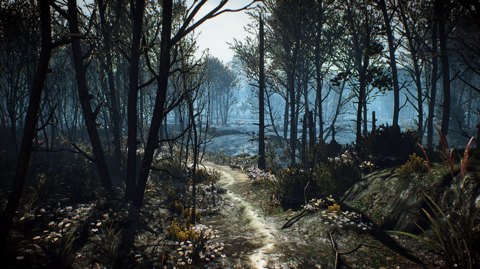 The Witcher 3: Wild Hunt forest path