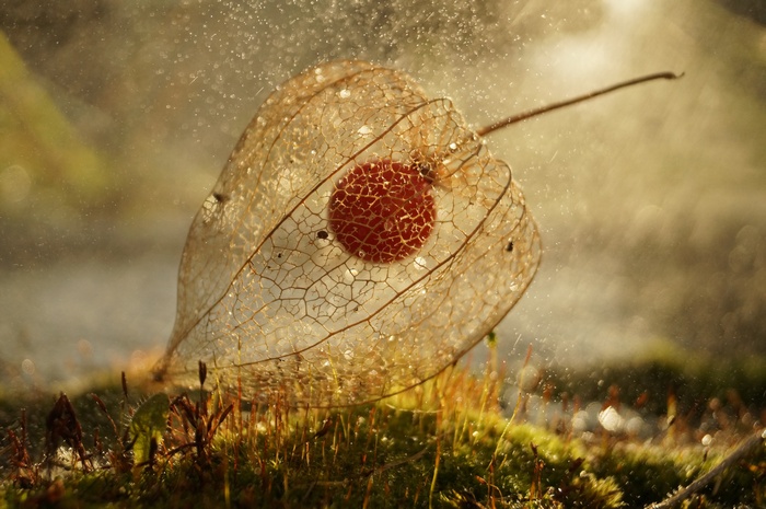Physalis fruit with red center and water droplets