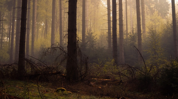 Misty forest with tall trees and dead branches