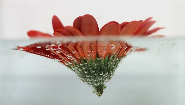 Red gerbera flower with bubbles underwater