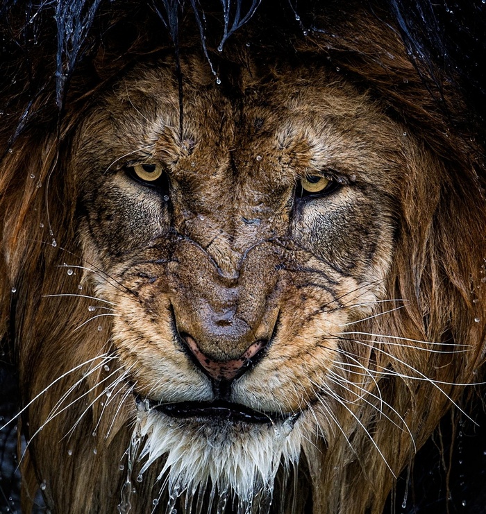 Close-up portrait of a wet lion with water drops