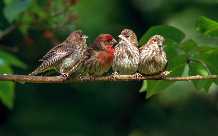 Four finches perched on a tree branch