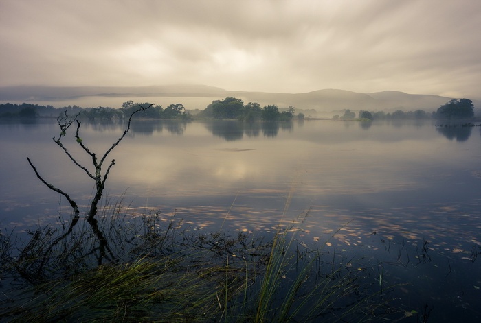 Misty lake landscape with bare tree and reflections