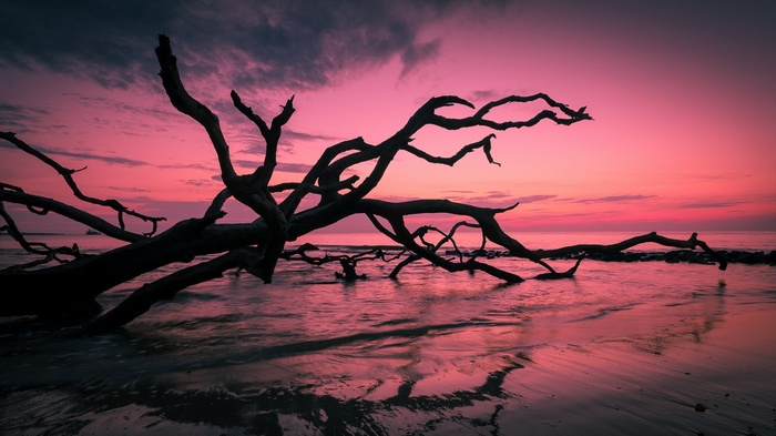 Driftwood tree branches on a beach at sunset