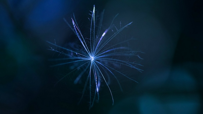 Macro shot of a dandelion seed with blue light