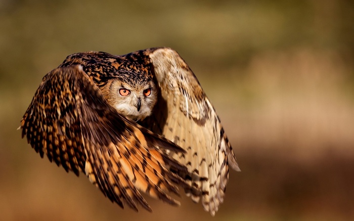 Eurasian Eagle-Owl in flight