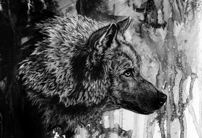 Ink drawing of a wolf's head