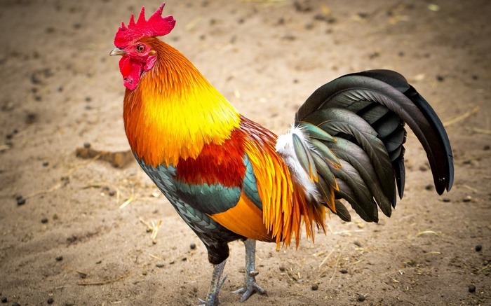 A colorful rooster stands on sandy ground