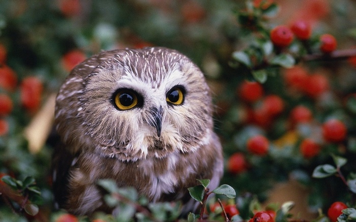 A small owl sits among red berries and green leaves