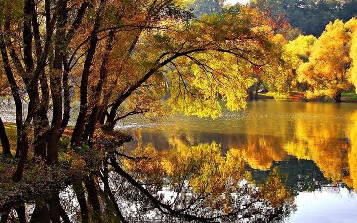 Autumn trees reflected in a lake