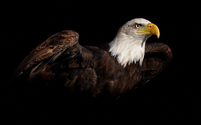 bald eagle, animals, black background, birds