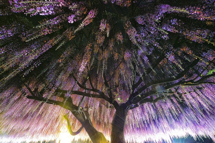 Wisteria tree with purple flowers at night