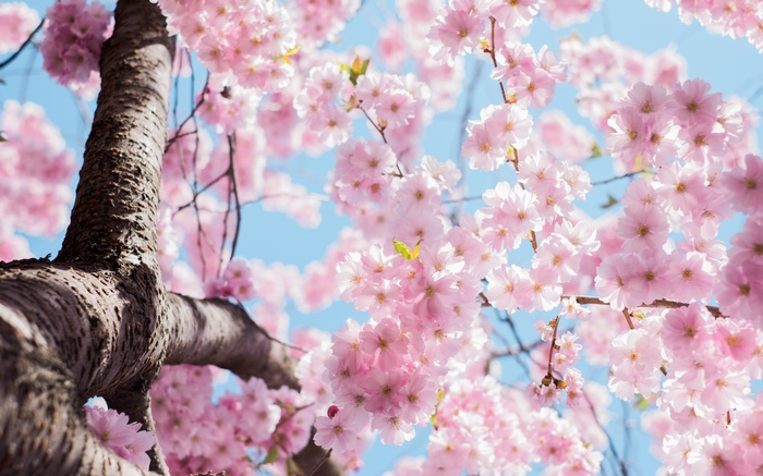Pink cherry blossoms on a tree trunk